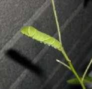 �t���f�B�[