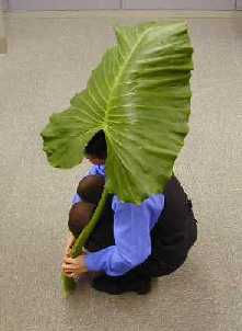 �t���ς̉A�̎�